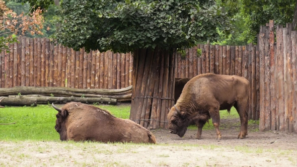 European Bison In Zoo, Stock Footage | VideoHive