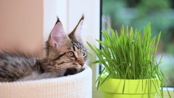 Kitten With Green Grass On Windowsill alt