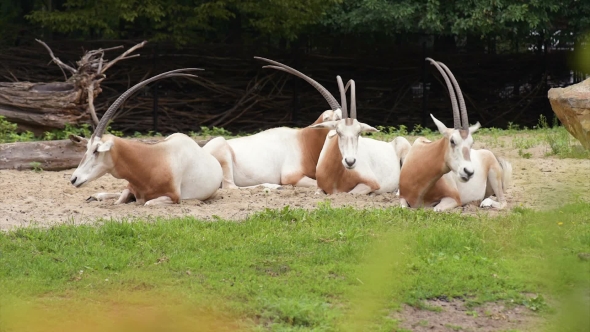 Scimitar Horned Oryx alt