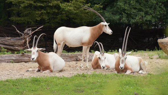 Scimitar Horned Oryx alt