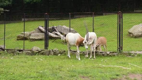 Scimitar Horned Oryx alt