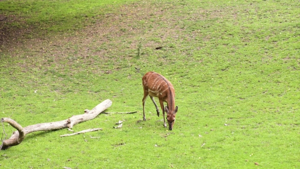 Western Sitatunga Eating Grass alt