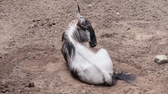 White Bearded Wildebeest alt