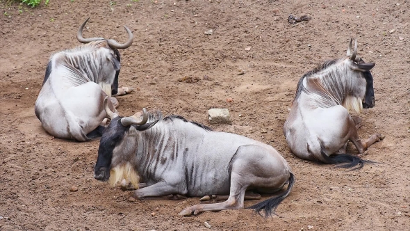 White Bearded Wildebeest alt