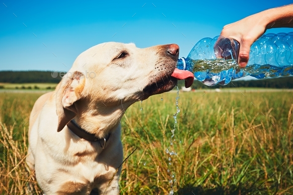 Thirsty dog in hot day - Stock Photo - Images