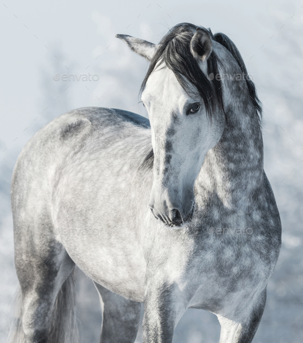 Gray Horse - Stock Photo - Images