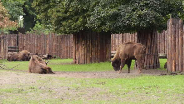 European Bison in Zoo, Stock Footage | VideoHive