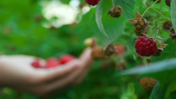 Harvesting The Raspberry At Farm, Stock Footage | VideoHive