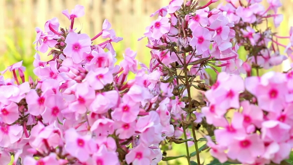 Beautiful Spring Background With Pink Flowers In The Garden.