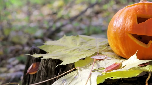 Jack Lantern Pumpkin alt