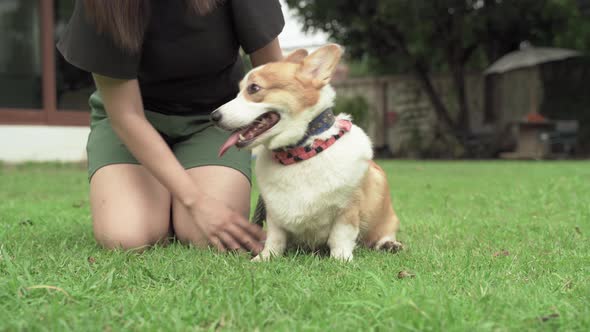 beautiful Asian woman teasing with doggie Welsh Corgi dog which is her pet