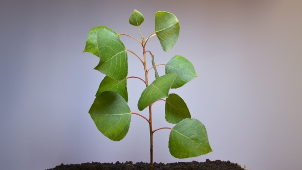 A Small Green Plant Withers alt