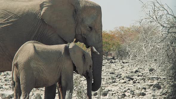 African bush elephants, mother and young animal, Etosha National Park