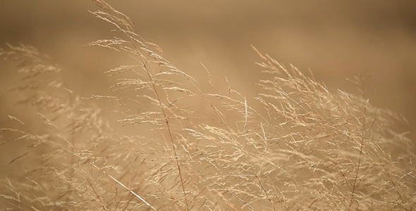 Dry Grass in the Wind