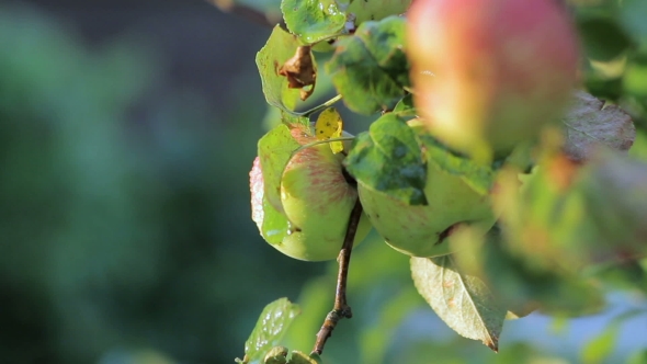 Red And Green Apples Hanging On a Branch Of Apple. Independent Harvest Garden Vegetables. Moving The