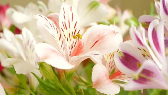White And Pink Beautiful Lily Flowers