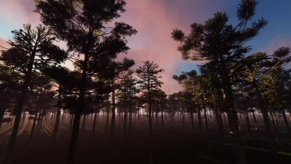 Coniferous Forest At Sunset