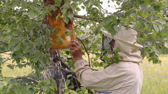 Beekeeper Working With Honeycombs alt
