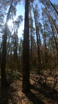 Vertical Video of the Forest Landscape Slow Motion alt