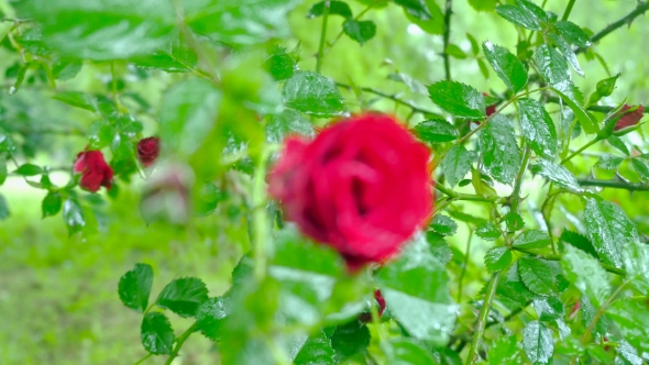 Red Rose In Drops Of Dew. Changing The Focal Length.
