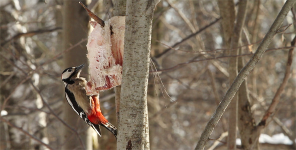 Woodpecker On a Branch 