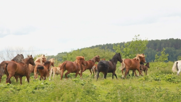 The Horses Gallop Across The Field. Herd Of Horses.