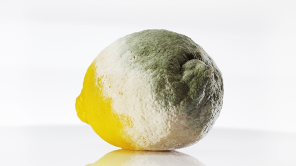Rotten Lemon Covered With Mold Rotating Over White Background