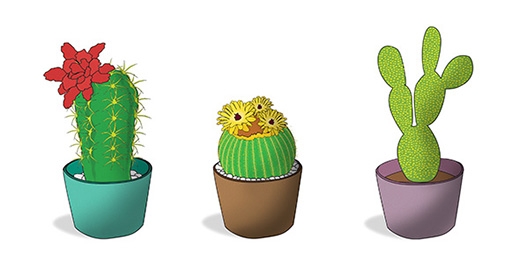 Cactus collection