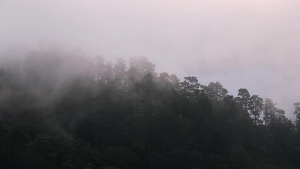 Landscape view of greenery rainforest mountains on foggy day