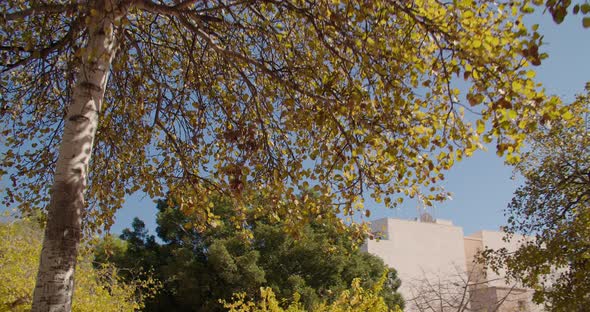 Relaxing video of yellow aspen tree leaves on a sunny day and blue sky in park alt
