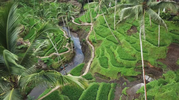 Valley with Palm Trees and Rice Terraces