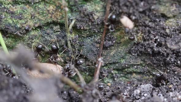 Black ants (lasius niger) carrying pupae to protect them after nest was disturbed.  Zoom out, slow m alt