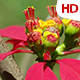 Flower In Nature 0513 - VideoHive Item for Sale
