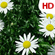 Flower In Nature 0484 - VideoHive Item for Sale