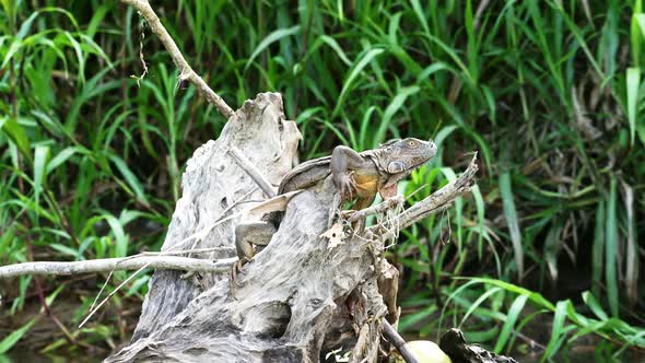 Costa Rica Wildlife, Green Iguana Lizard Lying in the Sun on a Branch by the River, Boca Tapada, Cen alt