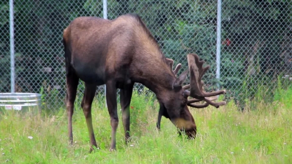 Moose Eating Grass