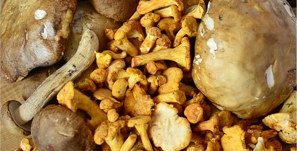 Forest Mushrooms on the Kitchen Board alt