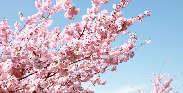 Spring Time Blooming Tree, Pack of 4 Files, Stock Footage | VideoHive