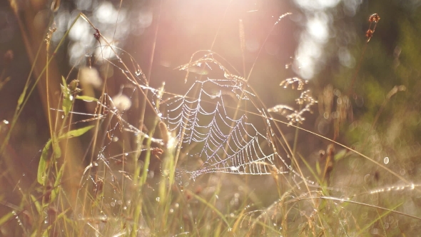 Spiderweb In The Grass With Dew Glistens In The Morning Sun. alt