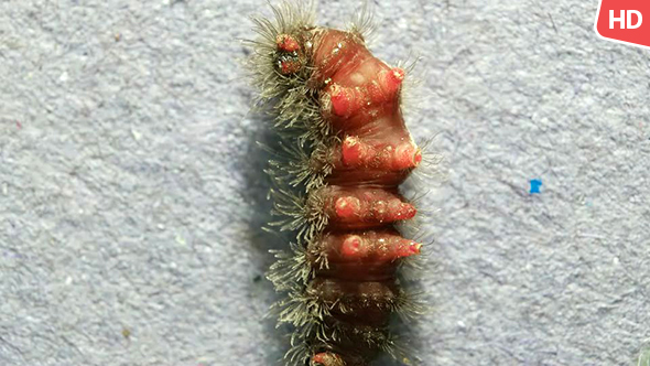 Living Caterpillar 0585 alt