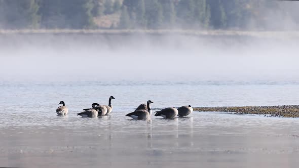 Geese in shallow water along the shoreline as fog rolls in alt