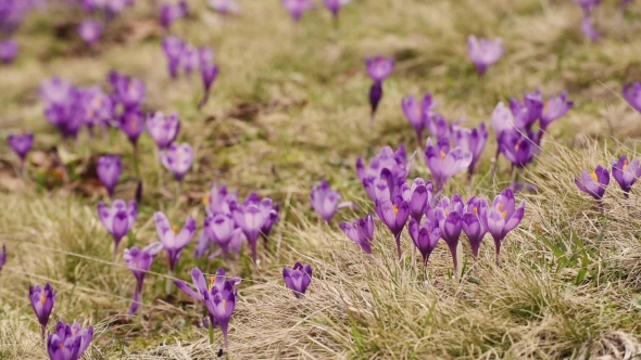 Crocus Flowers Field
