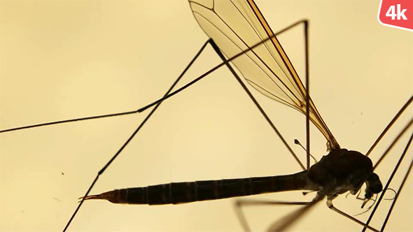 Insect Analysis 658 alt