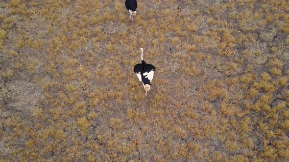 Two startled ostriches ruffling feathers and sprinting, Aerial Top View alt