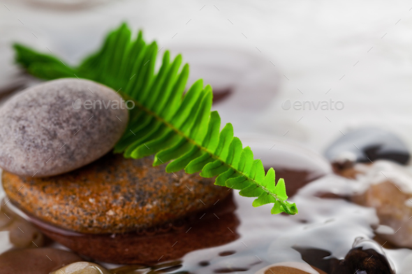 green fern leaf on river rocks in water