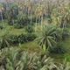 Aerial view palm tree in green lush - VideoHive Item for Sale