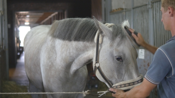 Young Boy Cleans a Horse's Head In a Stall. Man Cleans a White Horse From Dust And Dirt With Brush alt