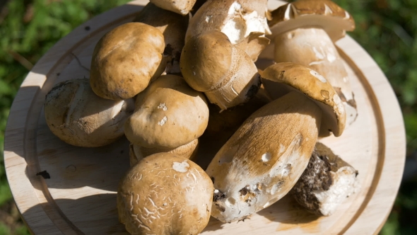 White Mushrooms Collected In The Forest. alt