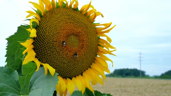 Honey Bee Visit Sunflower.