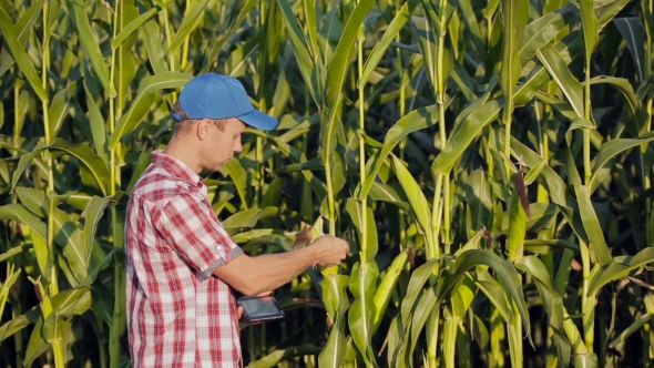 Young Farmer Checking Progress Of Corn Fields With Digital Tablet alt